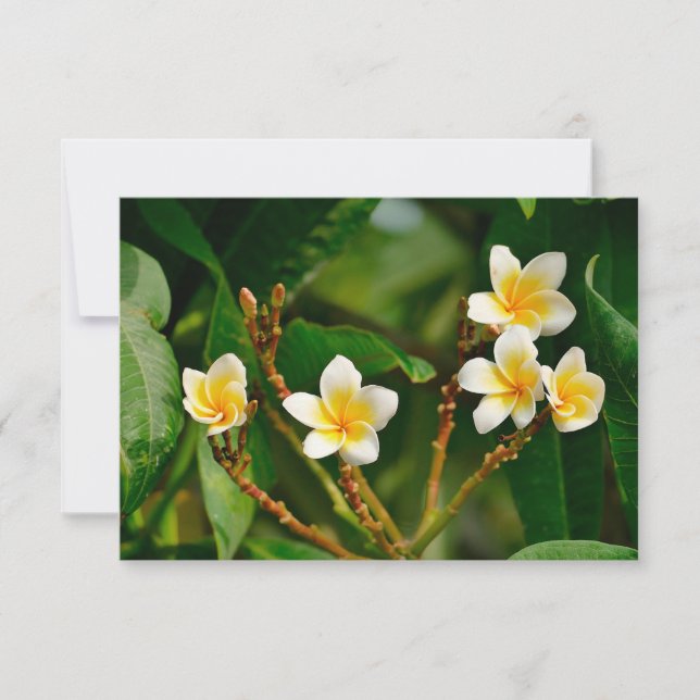 Carte Frangipani jaune (Devant)