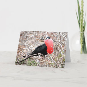 Carte Frigate Bird (Fragata) dans Galapagos d'affichage