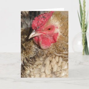 Carte Frizzle Rooster