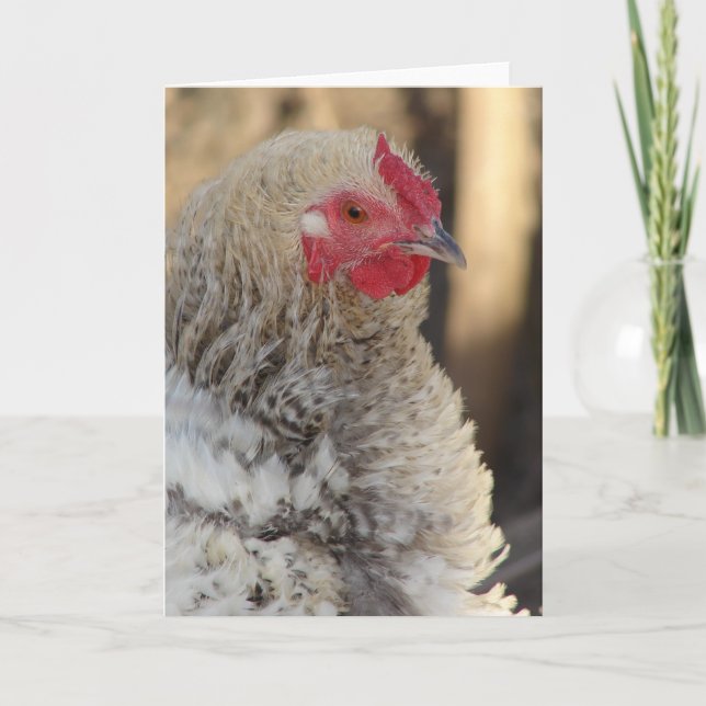 Carte Frizzle Rooster Toutes Les Occasions Vide À L'Inté (Devant)