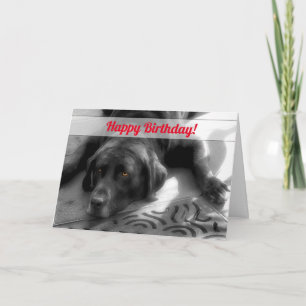 Carte from the Group Birthday Labrador Dog