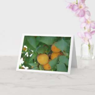 Carte Fruit d'abricot sur arbre