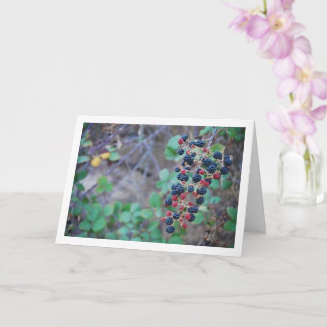 Carte Fruit de Blackberry sauvage (Orchidée)