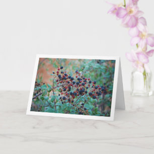 Carte Fruit de Blackberry sauvage