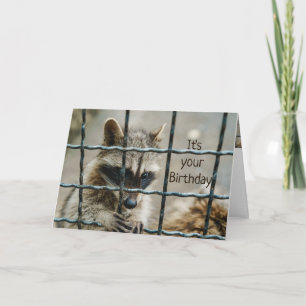 Carte Fun Raccoon Vous Avez Capturé Mon Coeur Vous Aimez