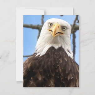 Carte Funny Bald Eagle Visage Faune Photographie Blank