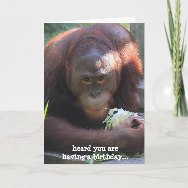Carte Funny Birthday Card, Orangutan veut du gâteau ! (Devant)