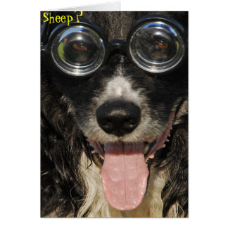 Carte Funny Collie Bordure