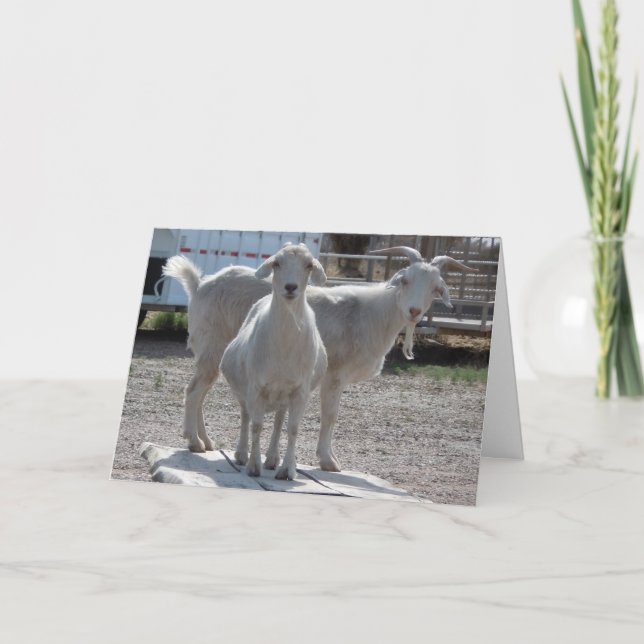 Carte Funny Goats Anniversary Congratulations (Devant)