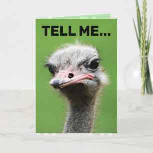 CARTE FUNNY OSTRITE