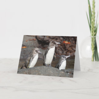 Carte Galapagos Penguins Folded Greeting Card