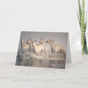 Carte Galloping à cheval dans l'eau méditerranéenne