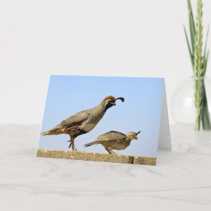 Carte Gambel's Quail 1