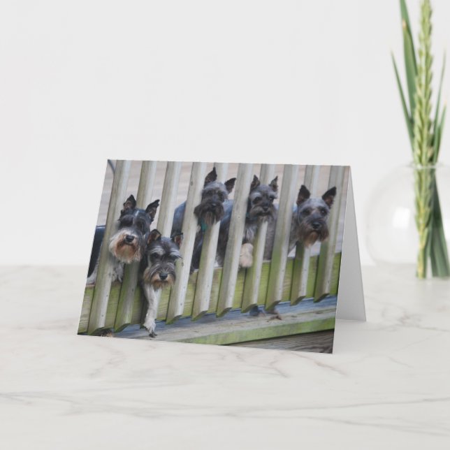 Carte gang de chiens (Devant)