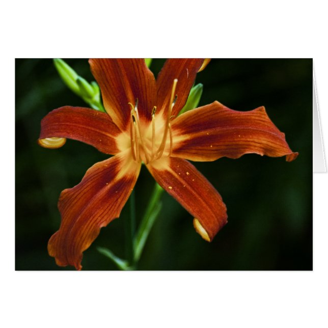 Carte Garden Flame (Devant Horizontal)