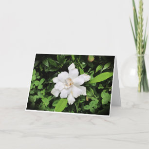 Carte Gardenia