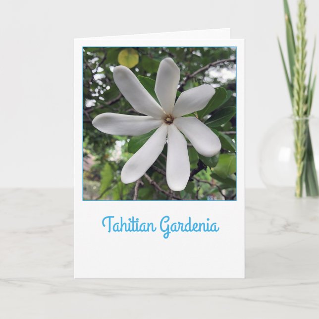 Carte Gardénia de Tahitian (Devant)