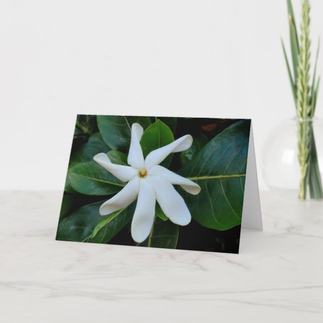 Carte Gardénia de Tiare Tahitian (Devant)