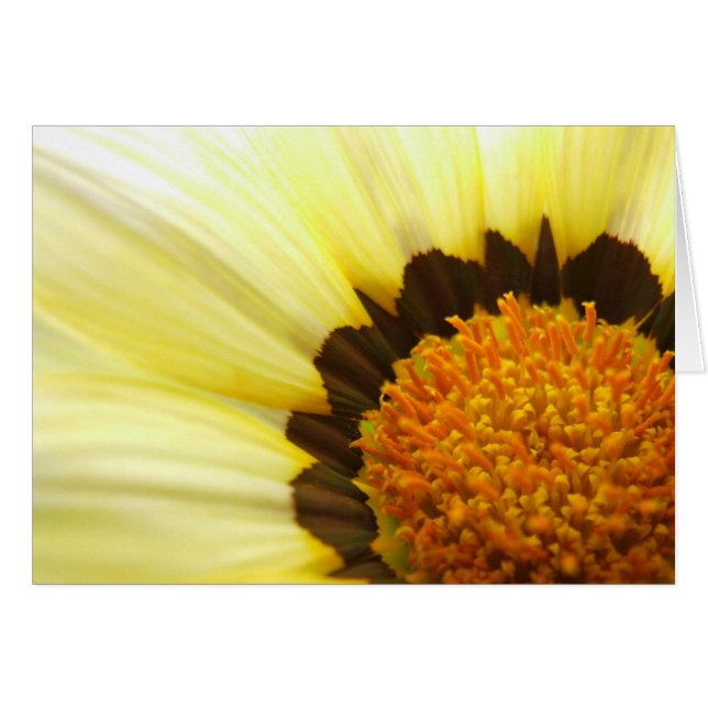 Carte Gazania (Devant horizontal)
