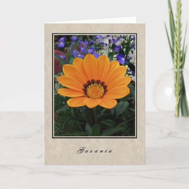 Carte Gazania - série florale (Devant)