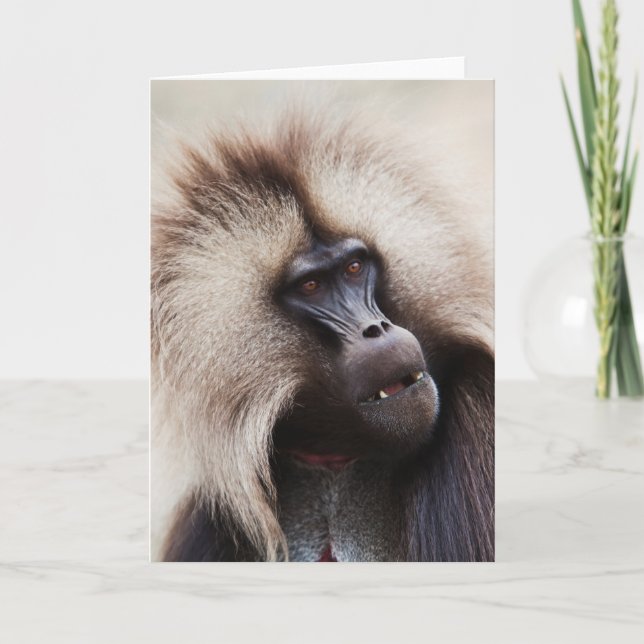 Carte Gelada Baboon, Éthiopie (Devant)