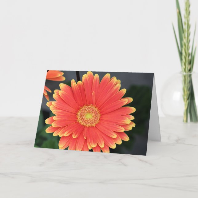Carte Gerbera (Devant)