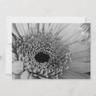Carte Gerbera Daisy