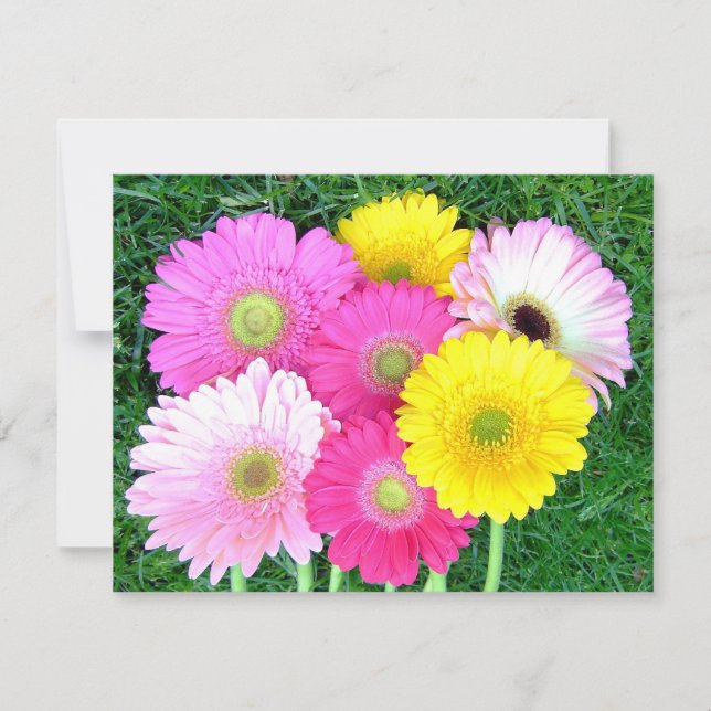 Carte Gerbera Daisy Colors (Devant)