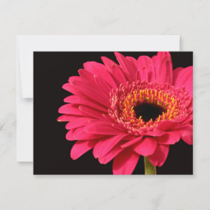 Carte Gerbera en rose