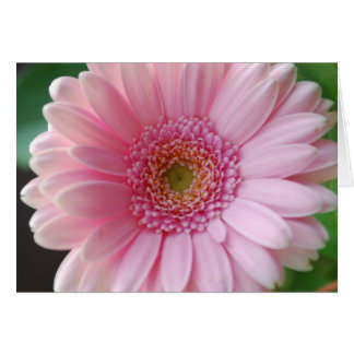 Carte Gerbera rose