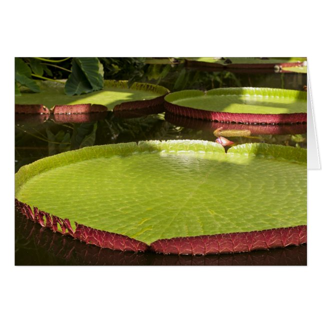 Carte Giant Water Lilies (Devant horizontal)