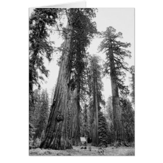 Carte Giants
