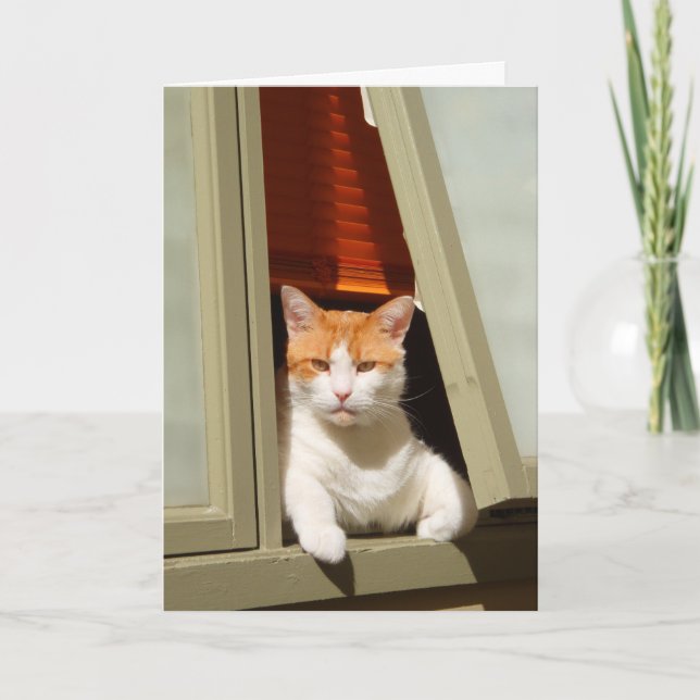 Carte Gingembre et chat blanc assis à la fenêtre (Devant)