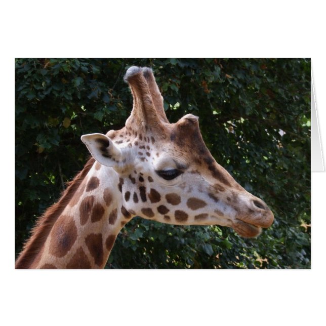 Carte Giraffe (Devant horizontal)
