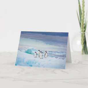 Carte Glace et neige Adelie Penguins Antarctique