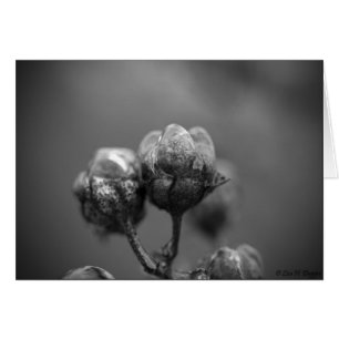 Carte glacée du Myrte de crêpe