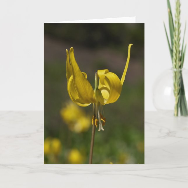 Carte Glacier Lilly 09 (Devant)