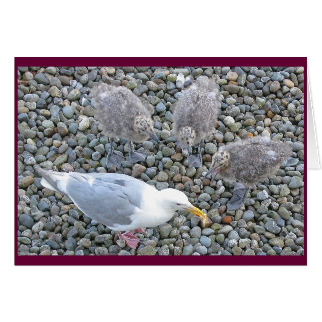 carte Glaucous-à ailes de mouettes (Devant horizontal)
