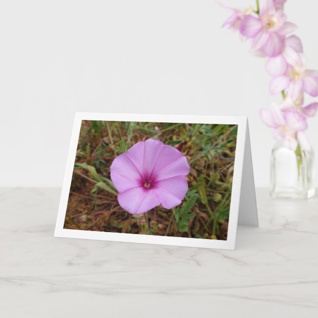 Carte Gloire du matin violette, Fleur sauvage de liseron (Orchidée)