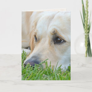 Carte Golden Retriever dans l'herbe Anniversaire Humour