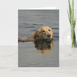 Carte Golden retriever nageant