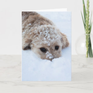 Carte Goldendoodle Avec Nez Dans La Neige