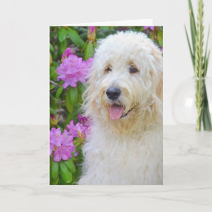Carte Goldendoodle Penser à vous