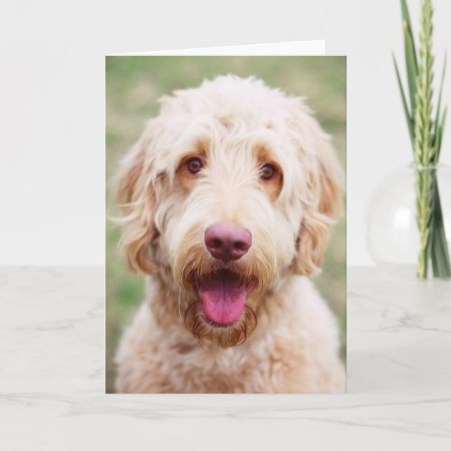 Carte Goldendoodle souriant (Devant)