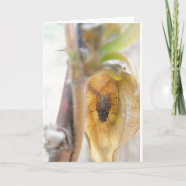 Carte Goodnight Fly Note (Devant)