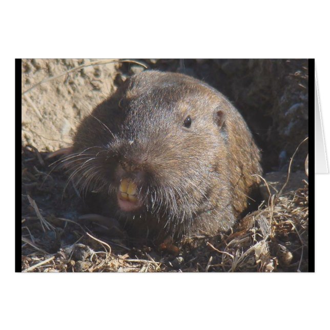 Carte Gopher (Devant horizontal)