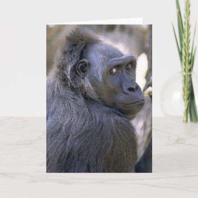 Carte Gorille doux (Devant)