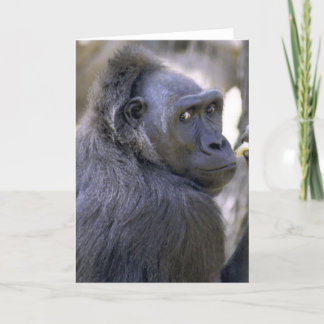 Carte Gorille doux
