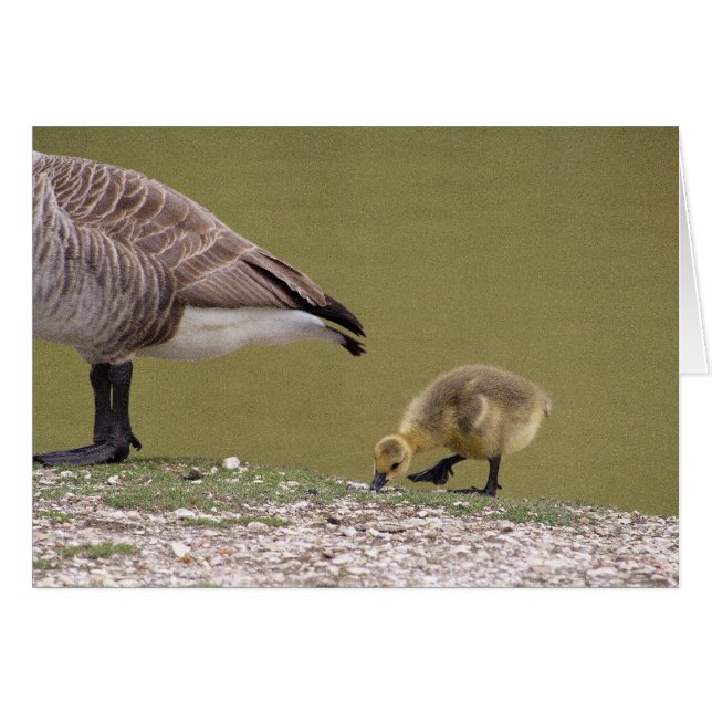 Carte Gosling (Devant horizontal)