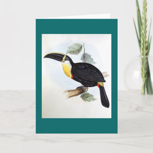 Carte Gould - toucan Osculant (Devant)